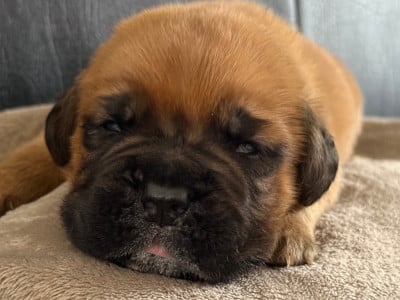 Les chiots de Dogue de Bordeaux