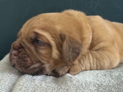 Les chiots de Dogue de Bordeaux