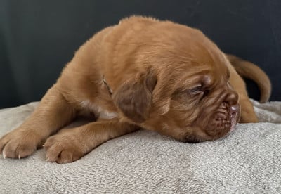 Les chiots de Dogue de Bordeaux