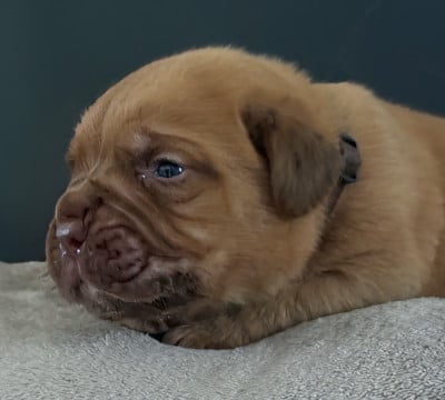Les chiots de Dogue de Bordeaux