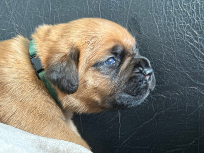 Les chiots de Dogue de Bordeaux