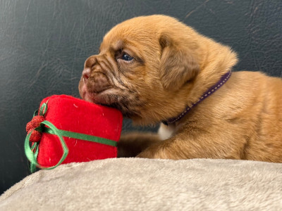 Les chiots de Dogue de Bordeaux