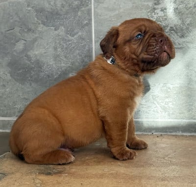 Les chiots de Dogue de Bordeaux