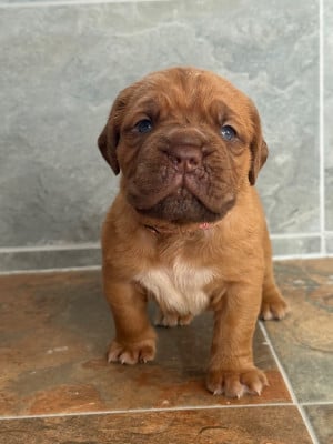 Les chiots de Dogue de Bordeaux