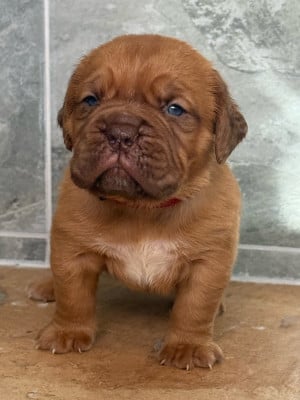 Les chiots de Dogue de Bordeaux