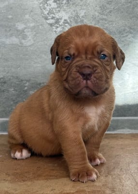 Les chiots de Dogue de Bordeaux
