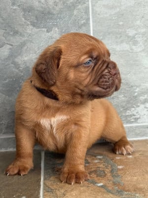 Les chiots de Dogue de Bordeaux