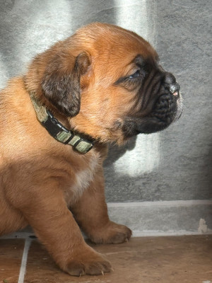 Les chiots de Dogue de Bordeaux