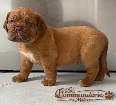 Les chiots de Dogue de Bordeaux