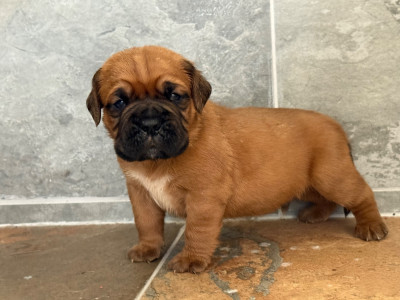 Les chiots de Dogue de Bordeaux