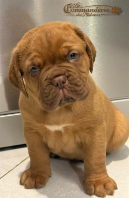 Les chiots de Dogue de Bordeaux