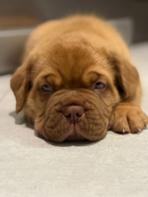 Les chiots de Dogue de Bordeaux