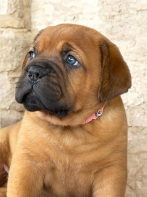 Les chiots de Dogue de Bordeaux