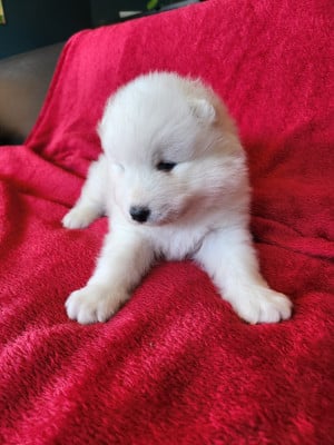 Les chiots de Samoyède
