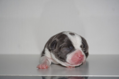 Les chiots de Staffordshire Bull Terrier