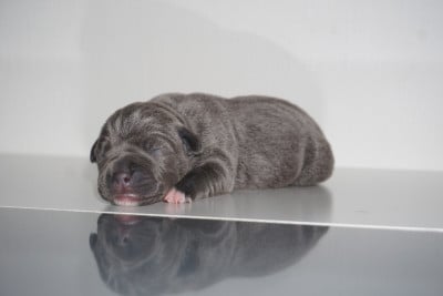 Les chiots de Staffordshire Bull Terrier