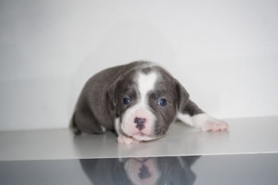 Les chiots de Staffordshire Bull Terrier
