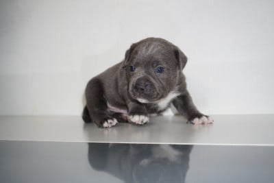 Les chiots de Staffordshire Bull Terrier