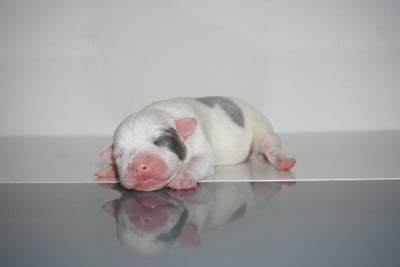 Les chiots de Staffordshire Bull Terrier