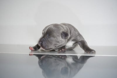 Les chiots de Staffordshire Bull Terrier