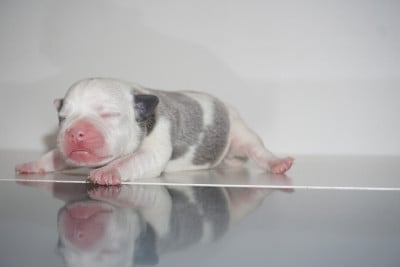 Les chiots de Staffordshire Bull Terrier