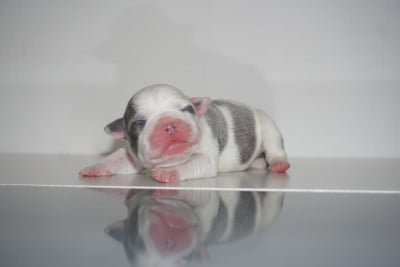 Les chiots de Staffordshire Bull Terrier