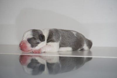 Les chiots de Staffordshire Bull Terrier