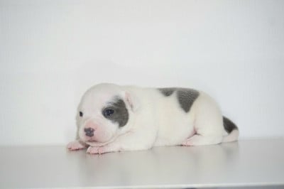 Les chiots de Staffordshire Bull Terrier