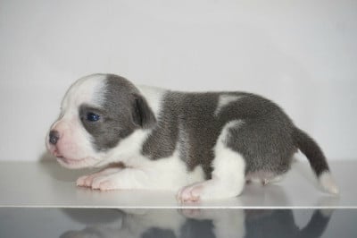 Les chiots de Staffordshire Bull Terrier