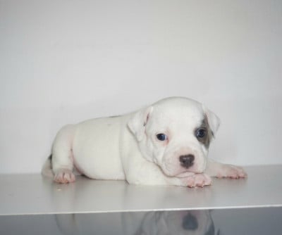 Les chiots de Staffordshire Bull Terrier