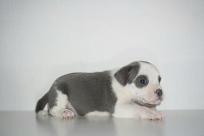 Les chiots de Staffordshire Bull Terrier