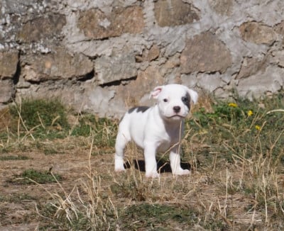 Les chiots de Staffordshire Bull Terrier