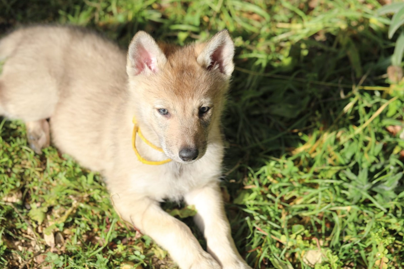 Collier jaune/ Astra