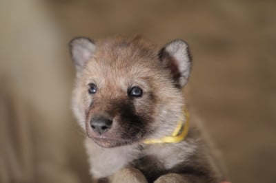 Les chiots de Chien-loup tchecoslovaque