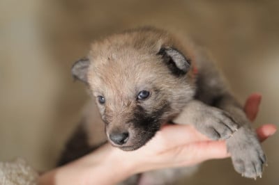 Les chiots de Chien-loup tchecoslovaque