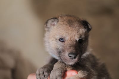Les chiots de Chien-loup tchecoslovaque