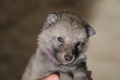 Les chiots de Chien-loup tchecoslovaque