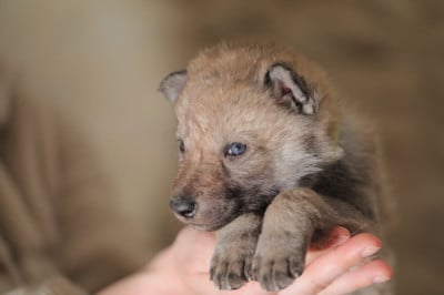 Les chiots de Chien-loup tchecoslovaque
