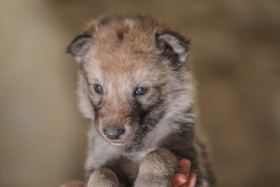 Les chiots de Chien-loup tchecoslovaque