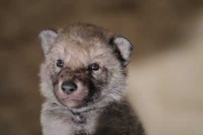 Les chiots de Chien-loup tchecoslovaque