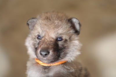 Les chiots de Chien-loup tchecoslovaque