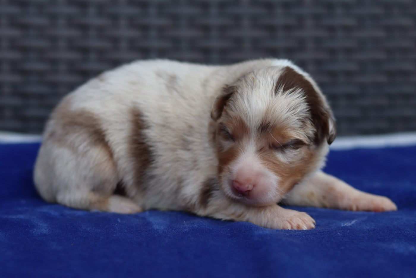 CHIOT 1 - Berger Australien