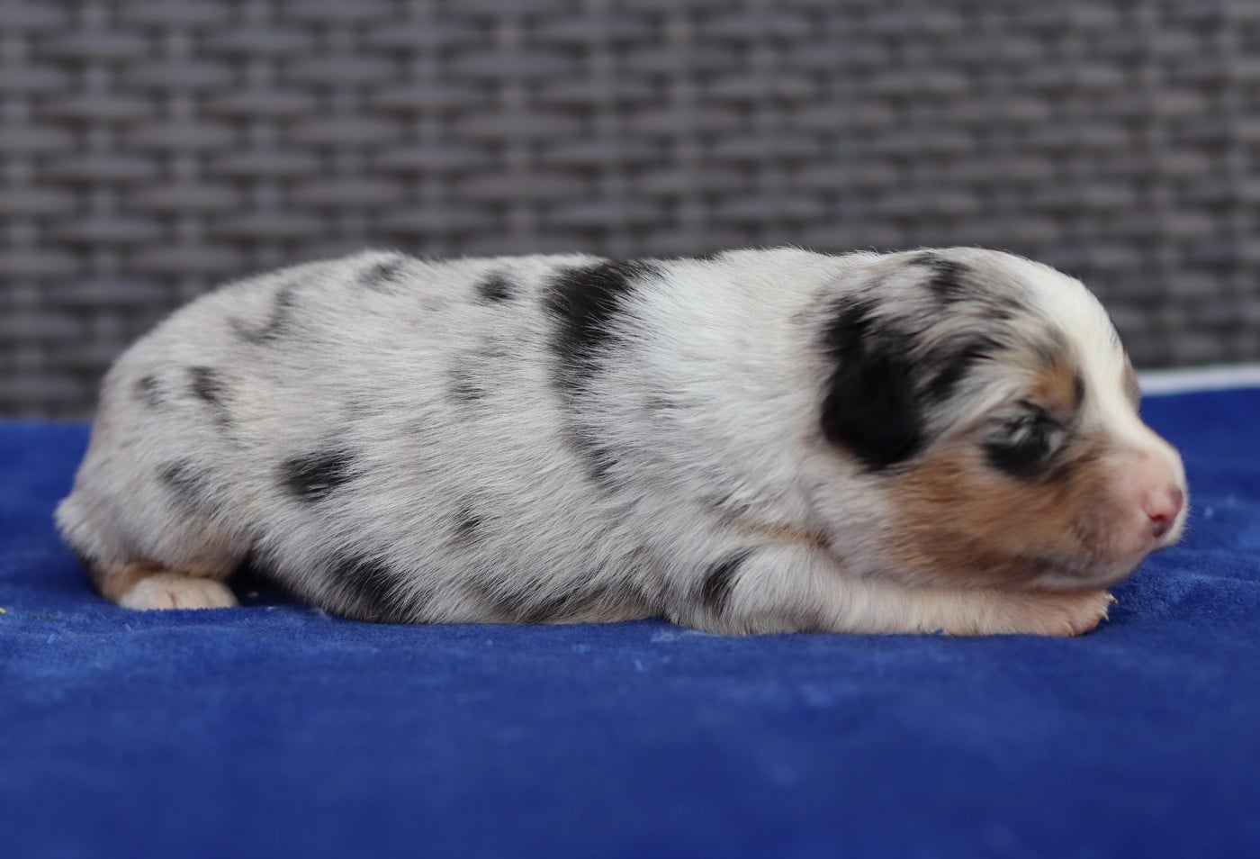 CHIOT 2