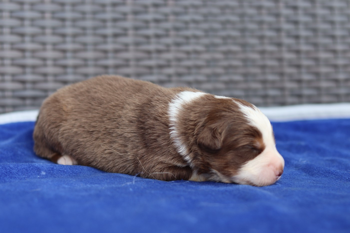 CHIOT 3 - Berger Australien