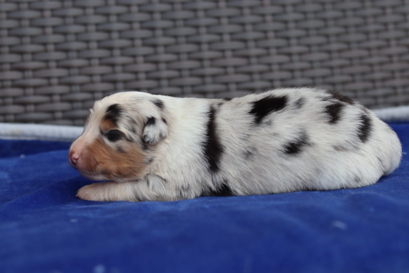 CHIOT 4 - Berger Australien