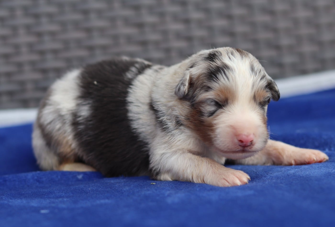 CHIOT 5 - Berger Australien