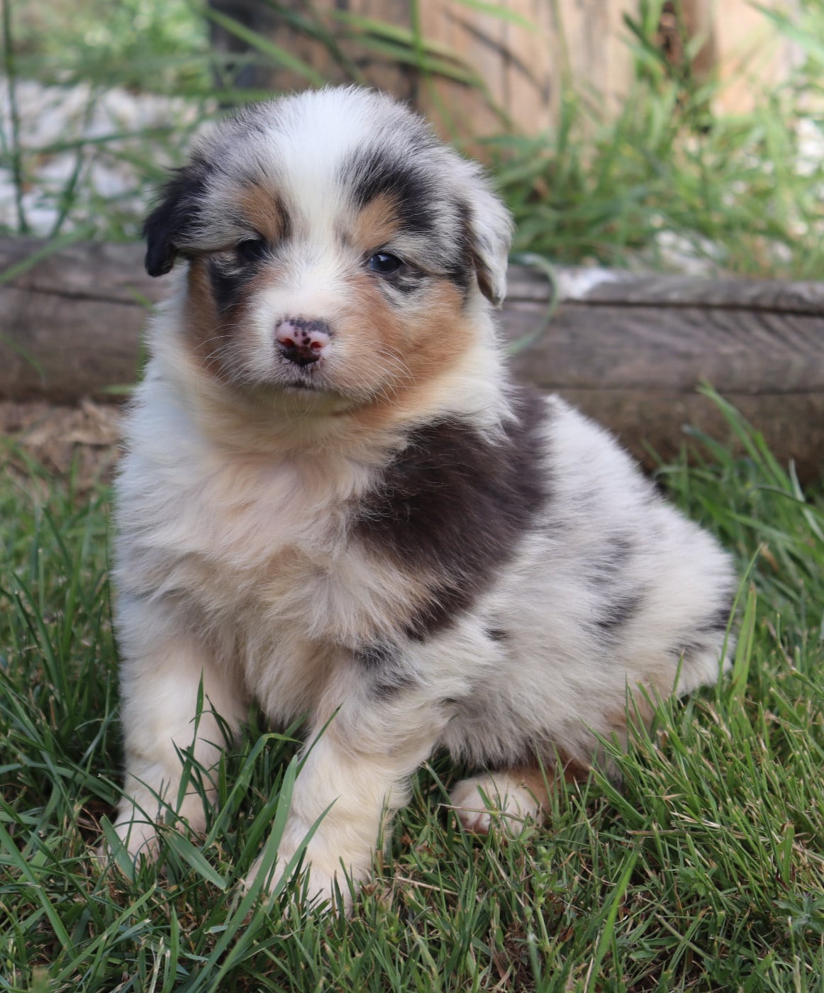 CHIOT 2