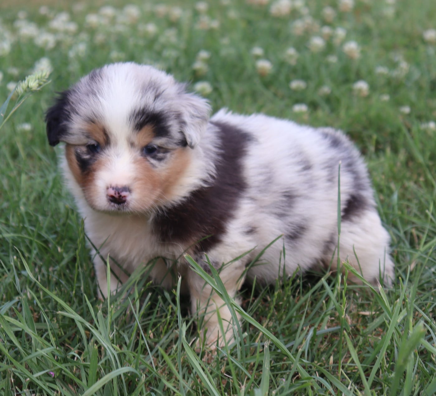 CHIOT 2