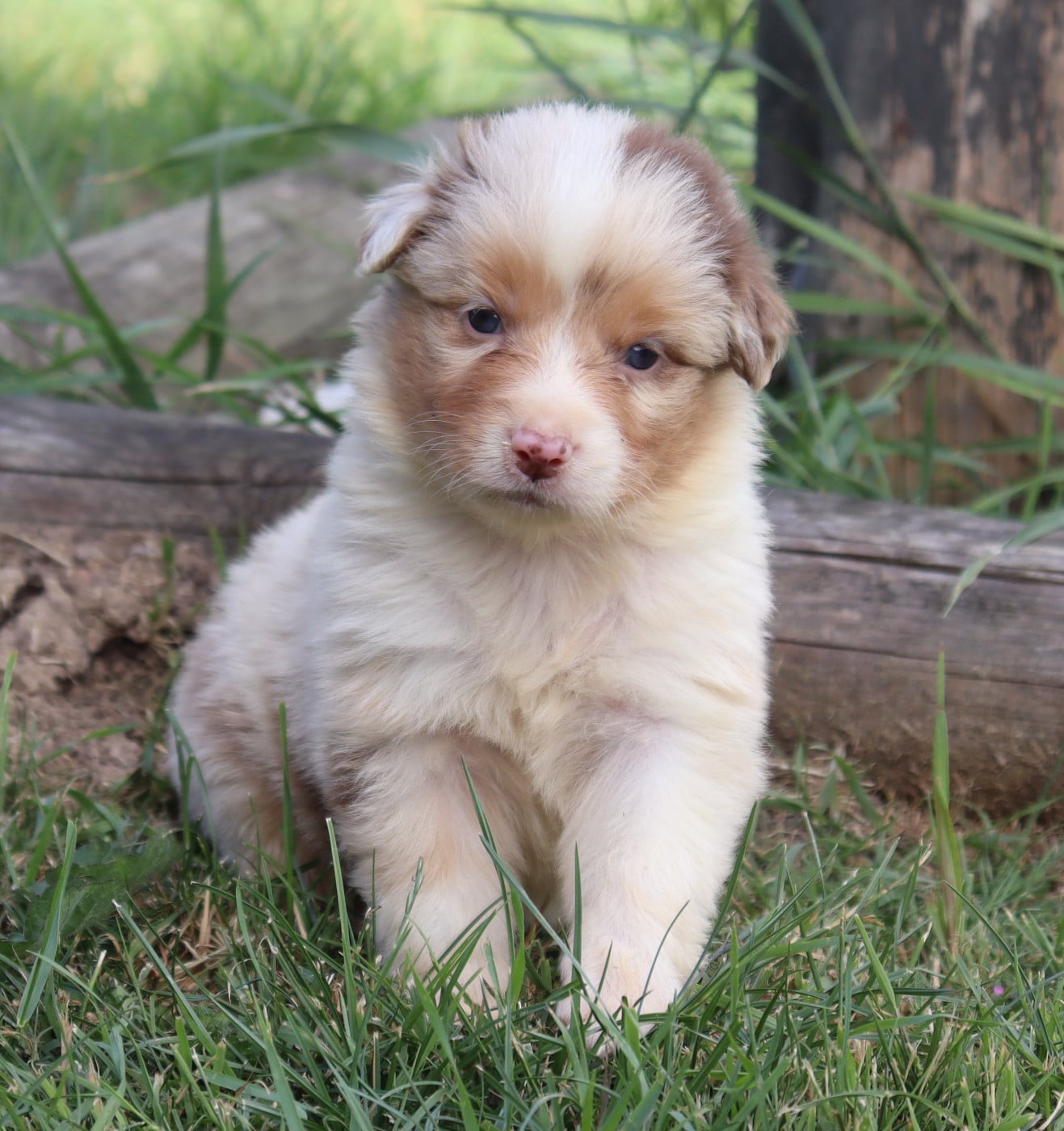 CHIOT 1