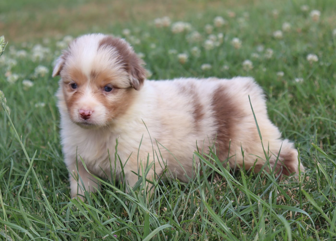 CHIOT 1